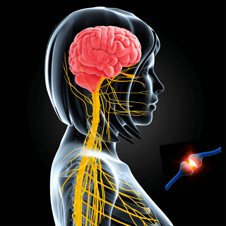 Système nerveux d'une femme avec nerf vague. Synapse seul en bas à droite.